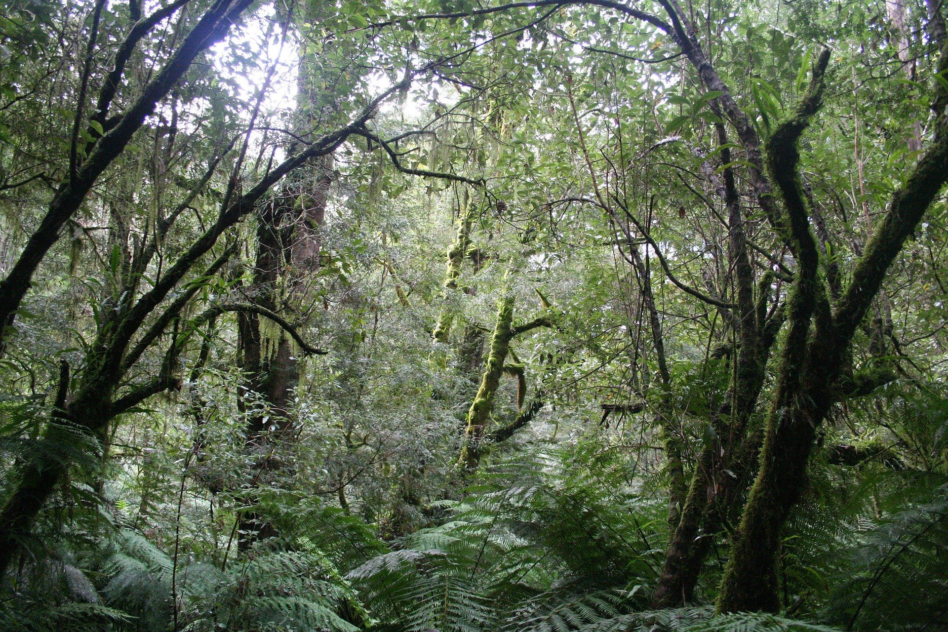 Der Regenwald - die Heimat des Guayusa Baumes
