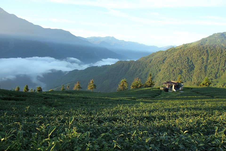 Teegarten auf Taiwan