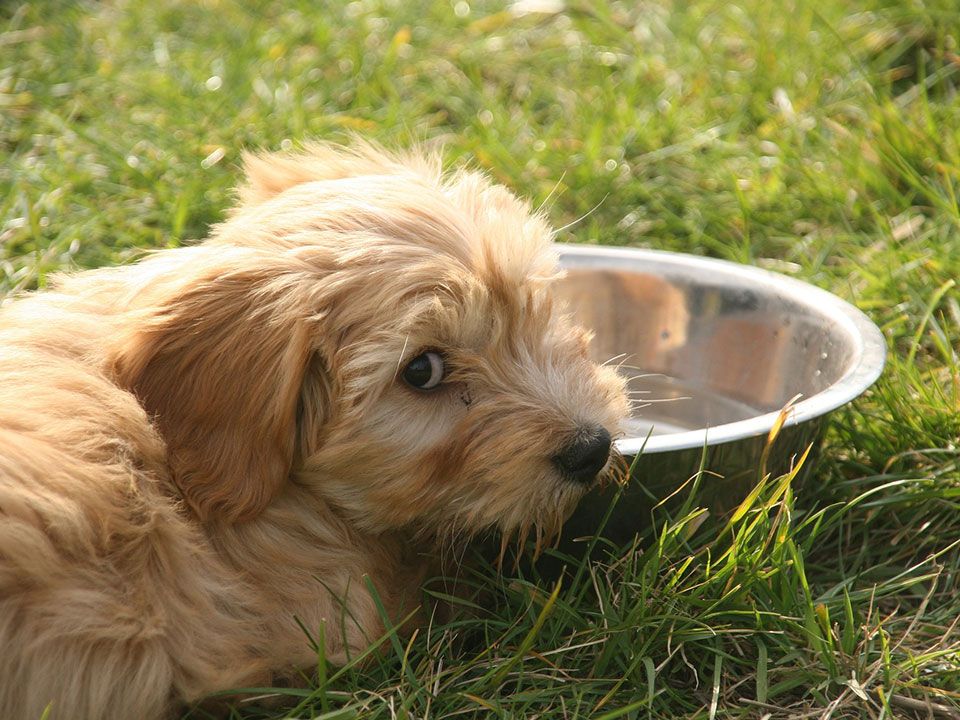 Hund auf Wiese liegend vor einem Wassernapf