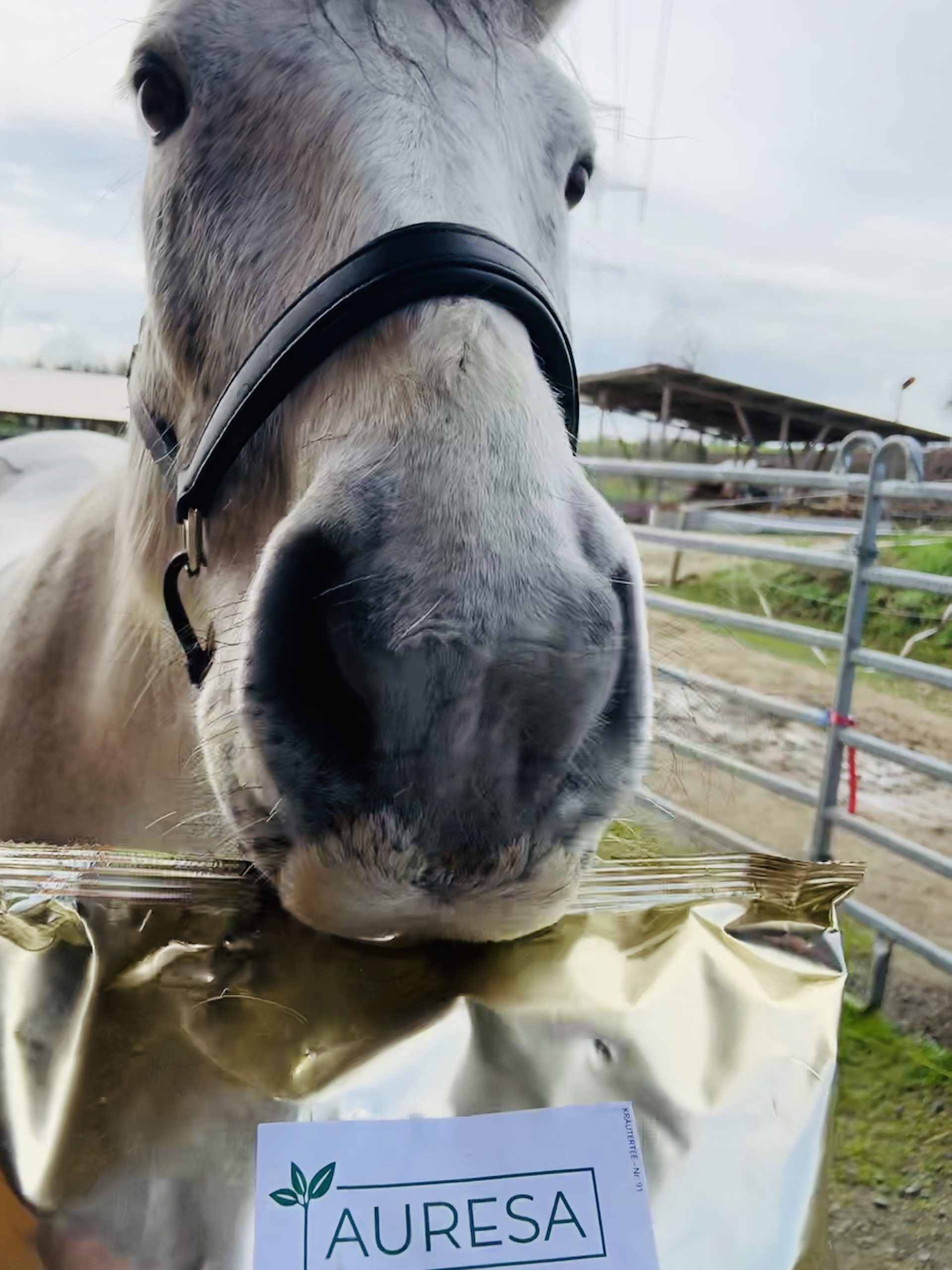 Pferd mit AURESA Tee Beutel