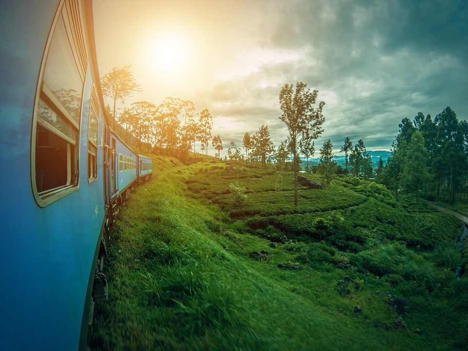 Teegarten auf Sri Lanka, in dem Ceylon Tee angebaut wird