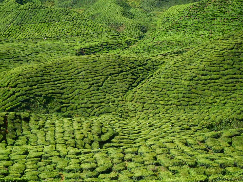 Teeplantage in hügeliger Landschaft
