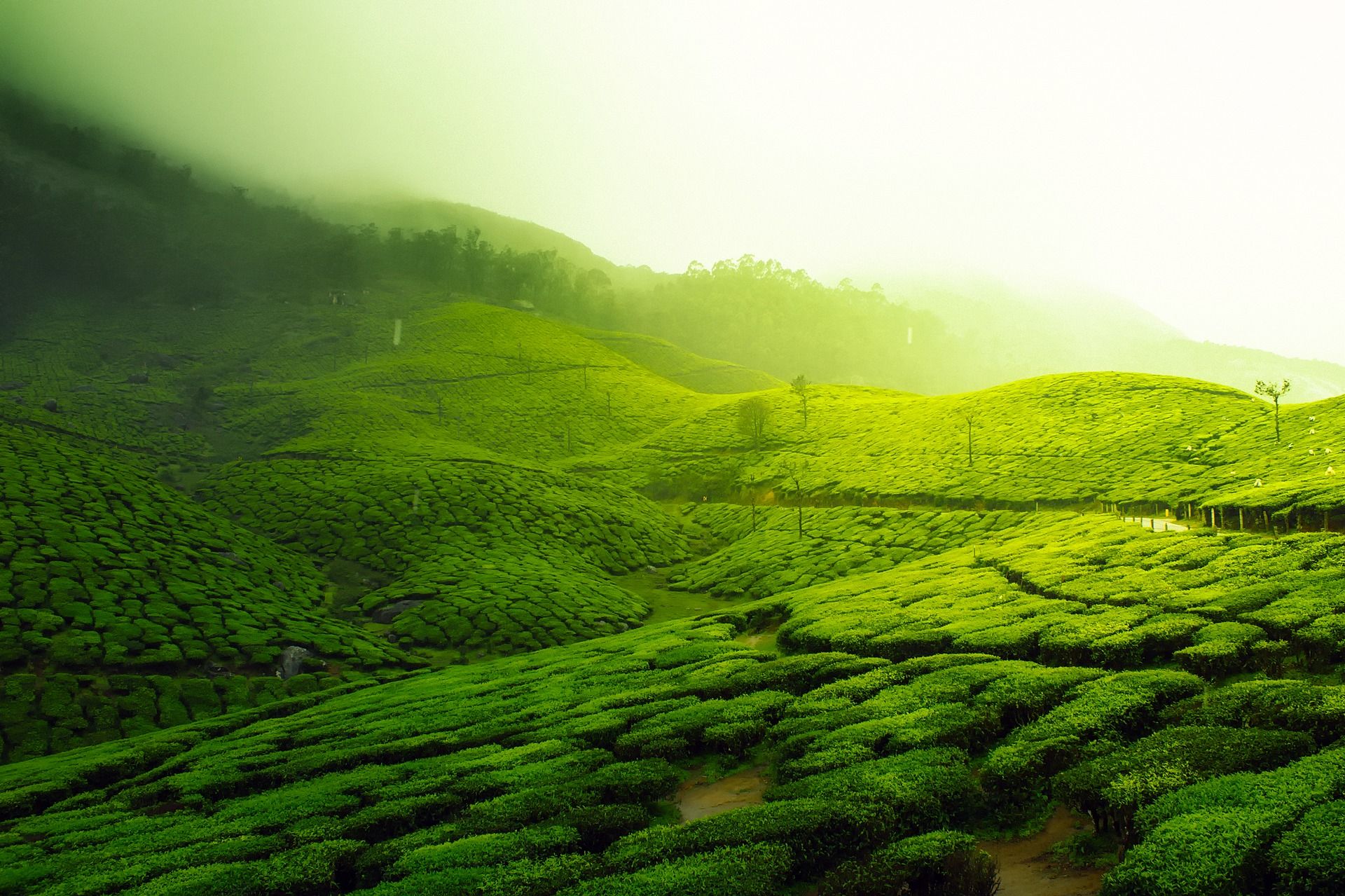 Teeplantage auf Sri Lanka