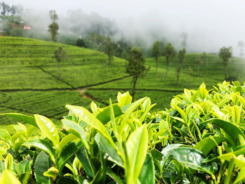 Teepflanzen auf Teeplantage