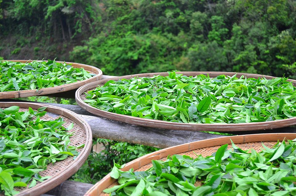 Zum Trocknen ausgebreitete Teeblätter