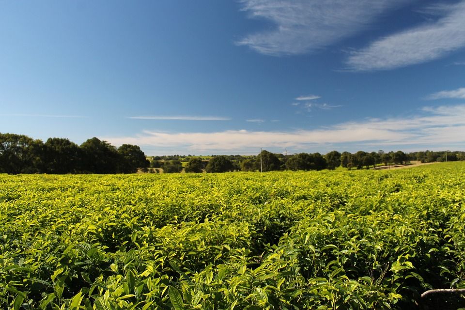 Teeplantage in Kenia