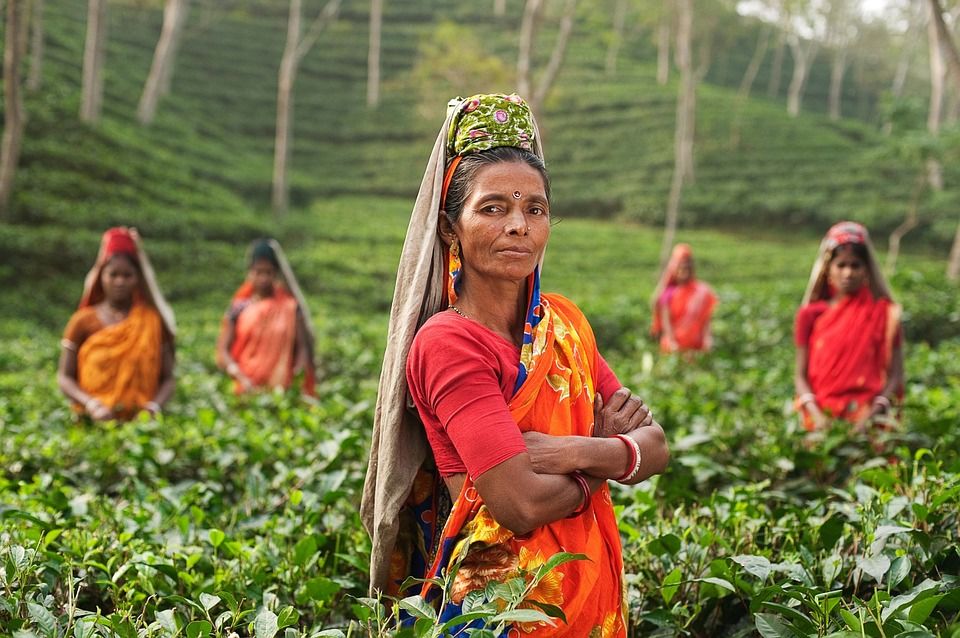 Teepflücker in Indien