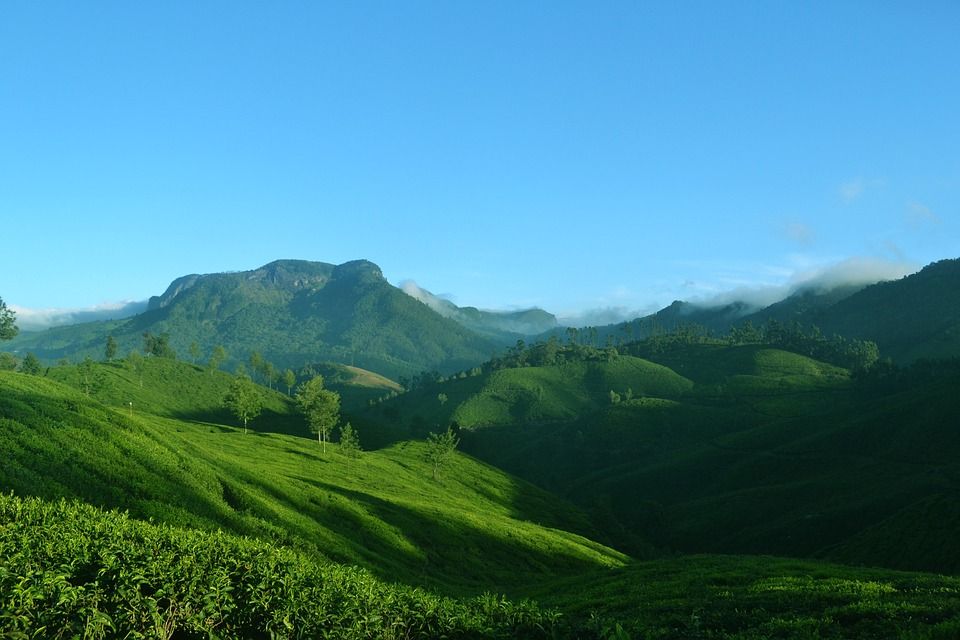 Teeplantage in Darjeeling - die Heimat des Flugtees