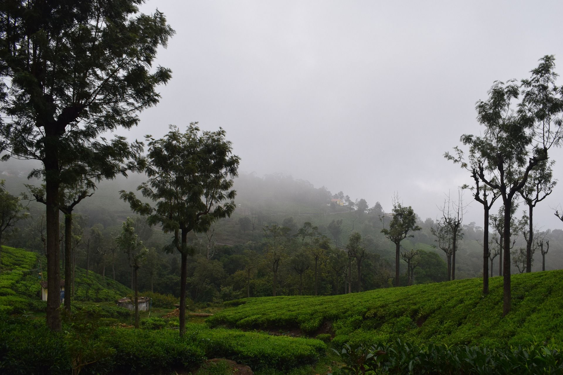 Nilgiri Berge in Indien