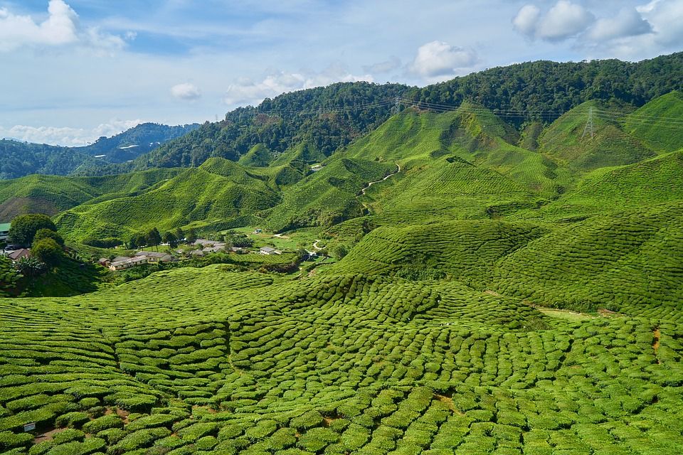 Weitläufige Teeplantage in Berglandschaft