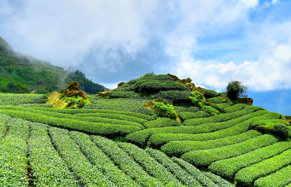 Teeplantage in Darjeeling