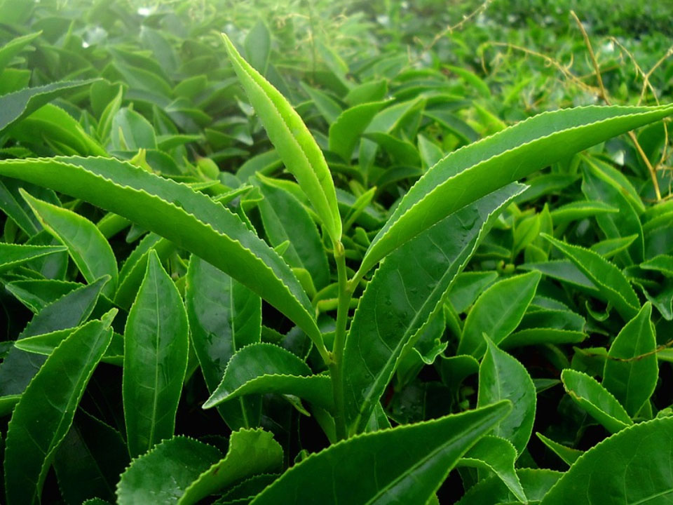 Die Teepflanze Camellia sinensis