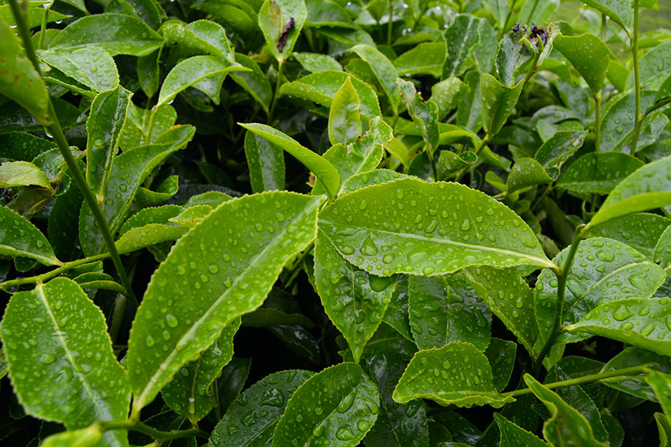 saatgut für den garten Bio-Saatgut-Set: 20 Lieblingssorten von Melli aus dem Garten – Heirbloom main image 1