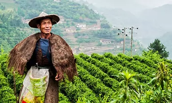 Fairness in the tea trade